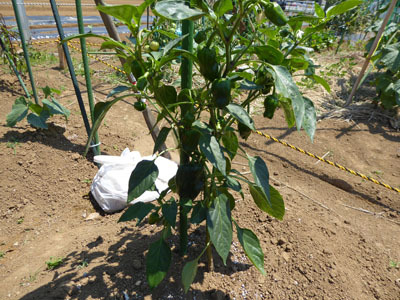 茄子の植え付け１　４／１４