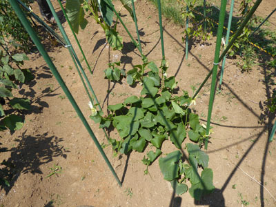 茄子の植え付け２　４／１４