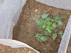 トマトの苗の植え付け２　４／１４