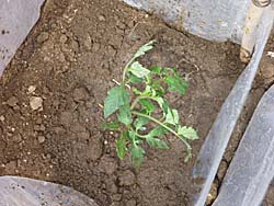 トマトの苗の植え付け３　４／１４