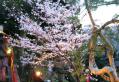 清水舞台の桜