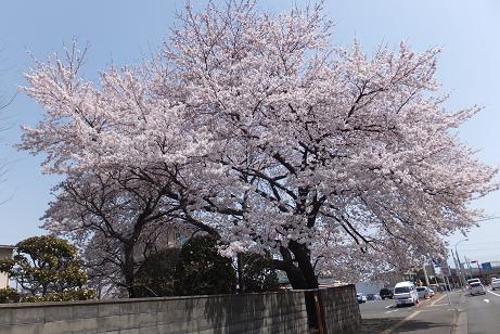 桜 001