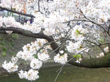 Bright-Write-近所の桜