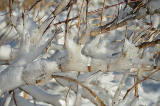 枝の結氷とスコリアの付着が風の強さを表しています....