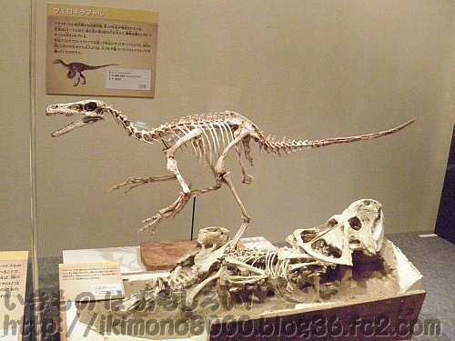 もしかして一番有名なモンゴル恐竜？のヴェロキラプトルのレプリカ「発掘！　モンゴル恐竜化石展」