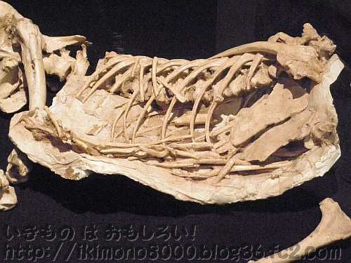 翼竜の骨がおなかの中に入っていたヴェロキラプトルの実物「発掘！　モンゴル恐竜化石展」