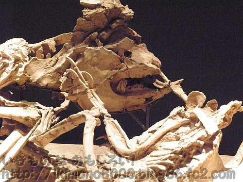 格闘化石のレプリカ「発掘！　モンゴル恐竜化石展」
