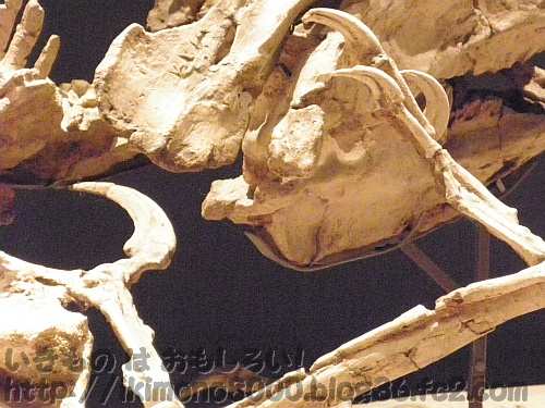 喉元に鉤爪が食い込んでいるように見える格闘化石「発掘！　モンゴル恐竜化石展」