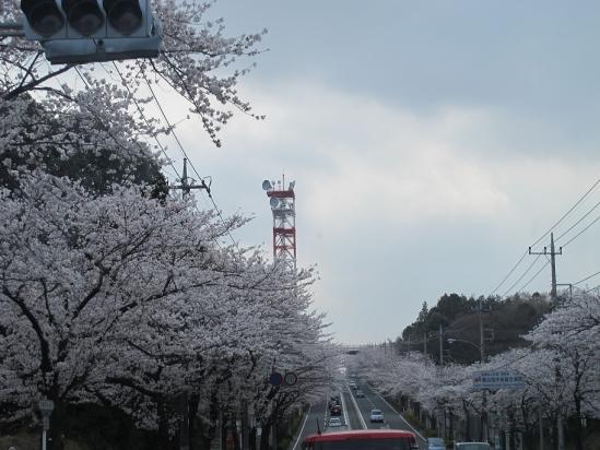 横浜　桜並木