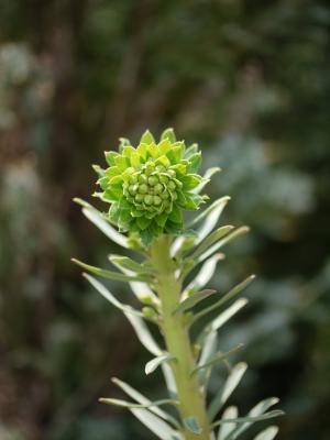Euphorbia　characias 
