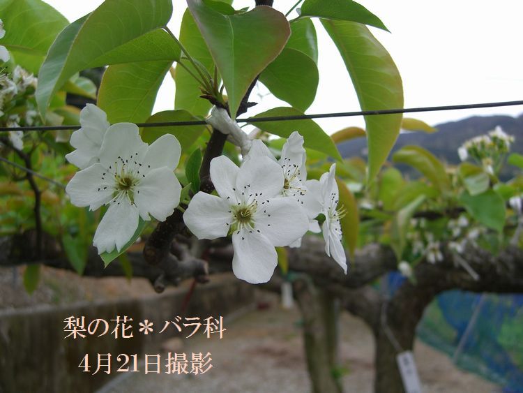 梨・花～1～4・21