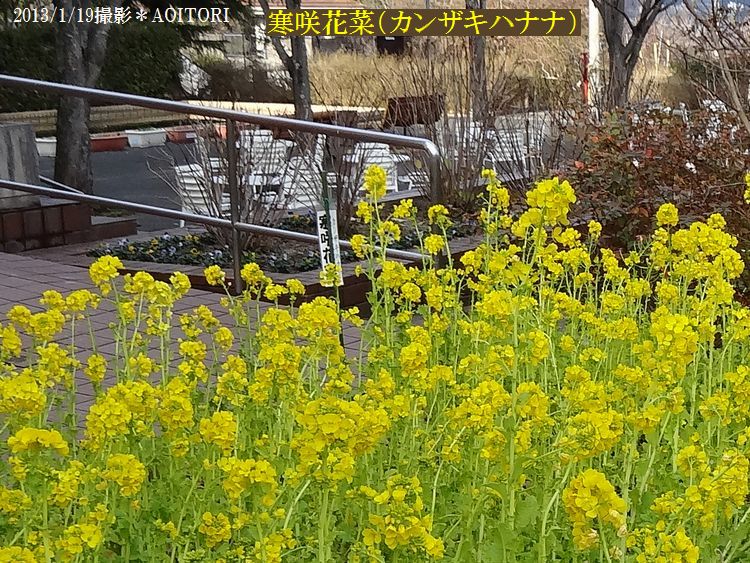 寒咲花菜2013･1･19 153