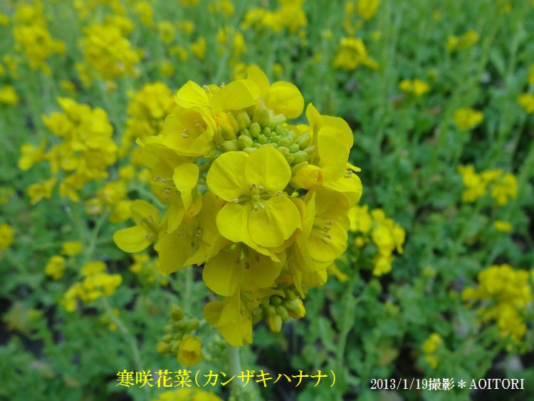 寒咲花菜アップ2013･1･19 155