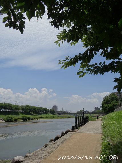 桜枝と川2013･6･16 068