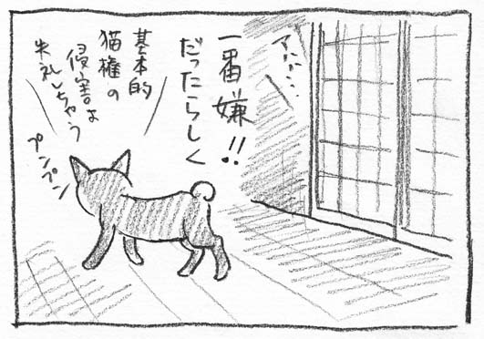 8_猫権