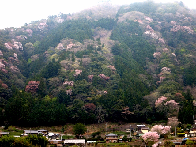 山香桜 (640x480)