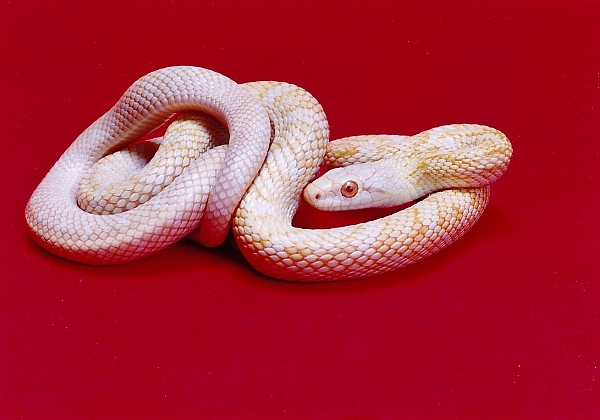白ヘビ