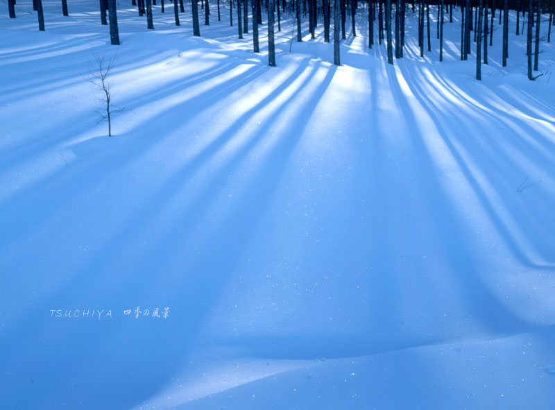 白樺湖の雪景色