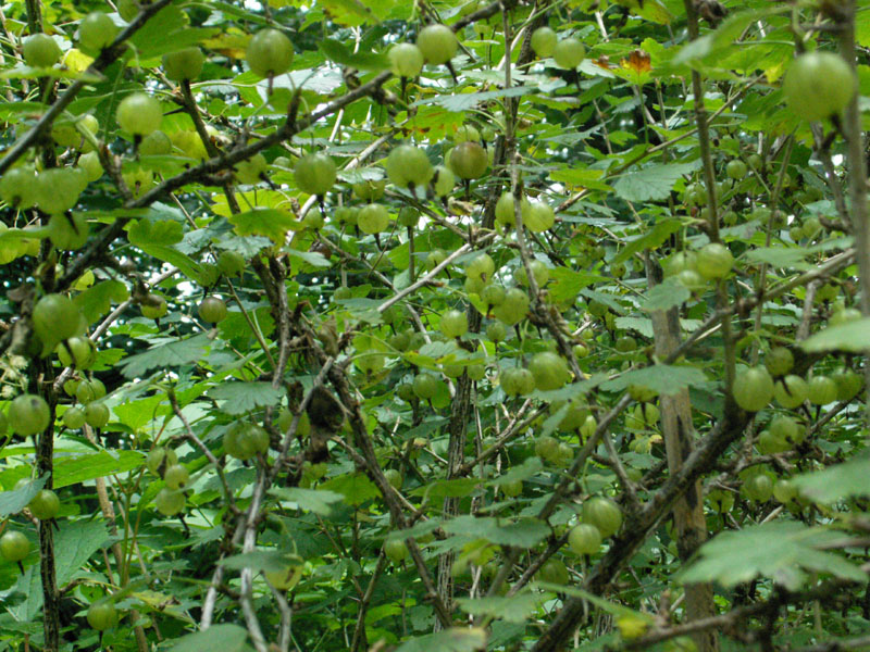 庭のスグリは日本の固有野生種だった 12 1117 野の花に親しむ
