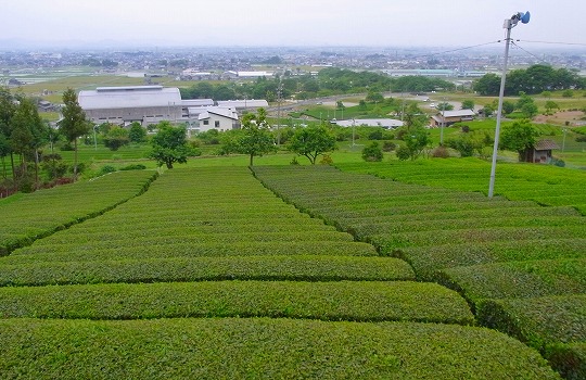 120522茶畑-1