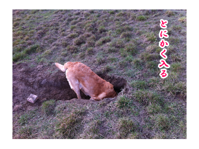 羊の国のラブラドール絵日記シニア!! 写真日記「地球の穴」3