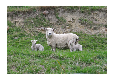 羊の国のラブラドール絵日記シニア!!写真日記Dunedin1