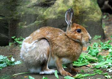 トウホクノウサギ ウサギ目 ウサギ科 よこはま動物園ズーラシアへ行こう
