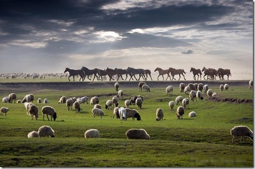 【世界の快道でイク！；モンゴル国(Mongolia)編】緑の草原を渡る風の様なキミに。Sheep
