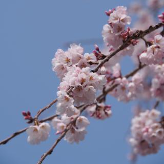 光明寺のしだれ桜