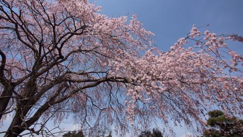 光明寺のしだれ桜