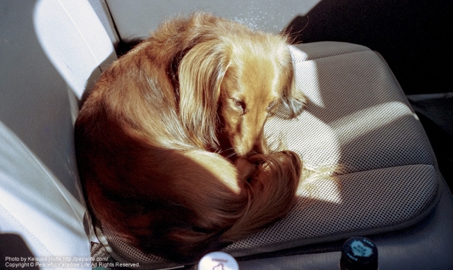 ドライブでお疲れ犬