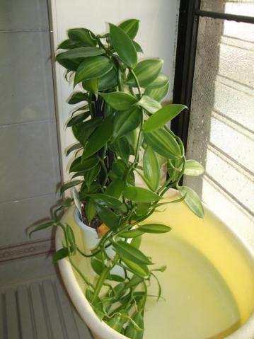 観葉植物バニラ～お風呂場の締め切った窓辺で思わず～かなり元気で～す♪2012.12,22