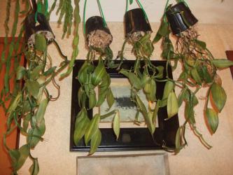 観葉植物バニラ～室内気温最低でも１６℃を保ちますが・・・目減るいっぽうです・・・2012.12.22