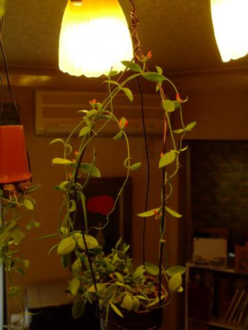 ディスキディア　ペクテノイデス(Dischidia pectenoides) 室内に入れて１５℃以上の暖房部屋で元気に花を咲かせています♪2012.12.31
