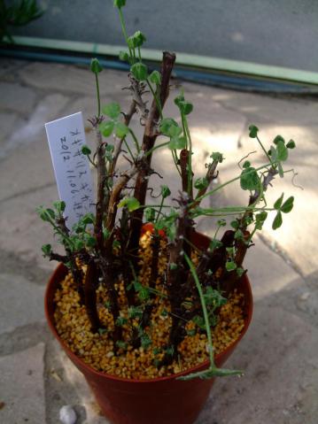 オキザリス ギガンティア(Oxalidaceae Oxalis gigantea)昨年2012.11.06挿し木した苗です。大体２ヶ月経過～植物の高さｈ13.0cm鉢径10.5cm2013.01.01