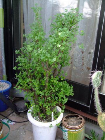 オキザリス ギガンティア(Oxalidaceae Oxalis gigantea)昨年2012.11月～新芽が出始めてから２ヶ月経過し繁々です♪植物の幅ｗ32.0cm高さｈ62.0cm鉢径16.0cm～2013.01.01