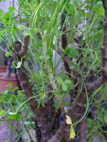 オキザリス ギガンティア(Oxalidaceae Oxalis gigantea)グレーな微毛の生えた枝が新枝です。結構伸びています♪～2013.01.01