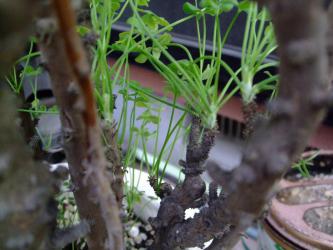 オキザリス ギガンティア(Oxalidaceae Oxalis gigantea)新枝の出始め～白く柔らかい感じです♪～2013.01.01