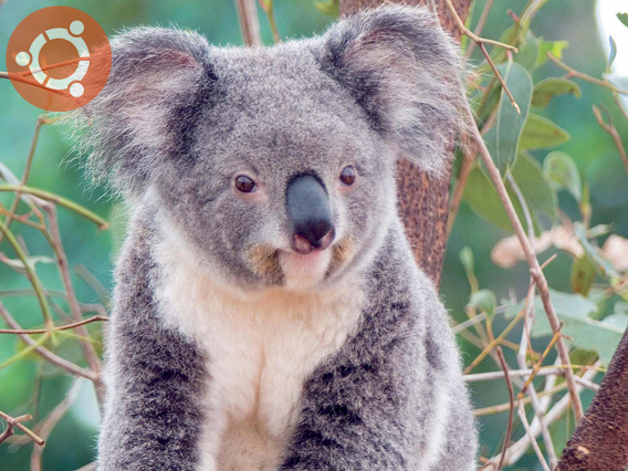 Ubuntu 9.10 Karmic Koala