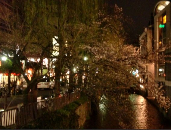 池田屋ななめ向かいの三条河原をいろどる桜のアーチ　綺麗でした